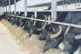 Современные Системы Очистки Сточных Вод Фермы